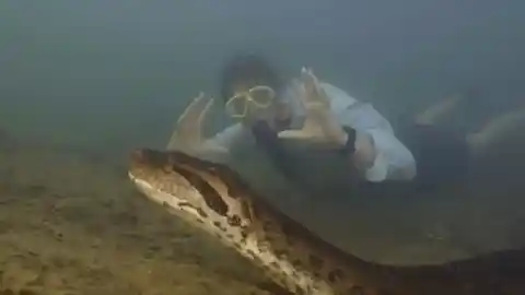 Imagen 1 de Las anacondas son gigantes desde hace más de 12 millones de años, según un estudio con fósiles: "Este resultado es sorprendente"
