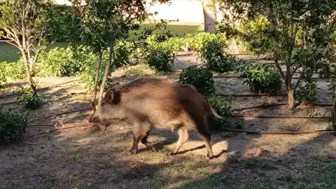 Imagen 1 de Vecinos de Mont-roig avisan de la presencia de jabalíes junto a un club de golf en plena crisis por la peste porcina en Barcelona