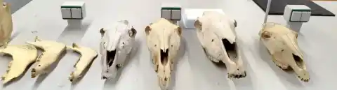 Imagen 1 de Un rebuzno de hace 2.800 años: Identificada en Cataluña la mula más antigua de Europa y del Mediterráneo Occidental