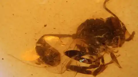 Imagen 1 de Una avispa atrapada en el tiempo: hallan una especie inédita de más de 105 millones de años atrapada en el ámbar de El Soplao