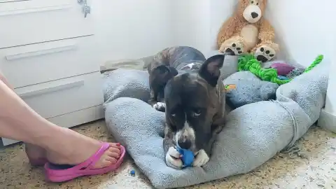 Imagen 1 de Cuando tu perro te deja sin casa: FAADA defiende el alquiler justo para las familias multiespecie