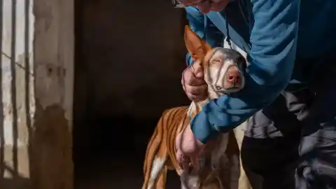 Imagen 1 de Preocupación por la exclusión de los perros de caza en el Real Decreto de núcleos zoológicos