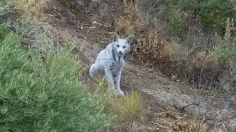 Imagen 1 de Hallazgo histórico: fotografiado en Jaén un lince ibérico leucístico que podría ser el único en el mundo