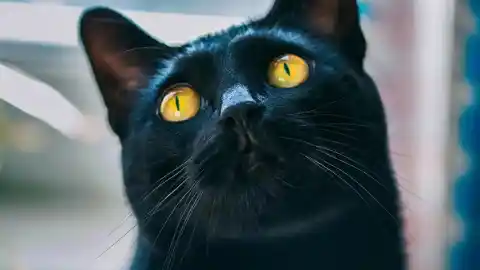 Imagen 1 de ¿Por qué se cree que los gatos negros dan mala suerte? Este es el origen de la superstición