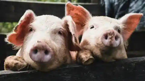 Imagen 1 de Tres cerdos sueltos en una carretera de Lugo obligan al Ayuntamiento a pedir a la Xunta que actúe de urgencia