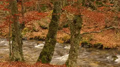 Imagen 1 de La ruta a una hora de Madrid que parece sacada de un cuento de hadas: bosques centenarios y animales