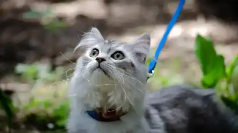 Imagen 1 de Gatos, conejos, hurones… Los perros ya no son los únicos en salir a pasear