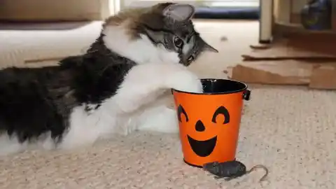 Imagen 1 de Halloween con animales: ocho medidas para celebrarlo sin riesgos