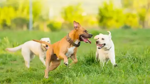 Imagen 1 de La novedad de Mercadona para los amantes de los perros: un snack saludable por menos de dos euros