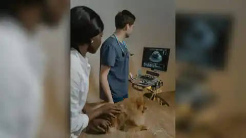 Imagen 1 de Cuando la ecografía se equivoca: un estudio revela limitaciones en los diagnósticos veterinarios
