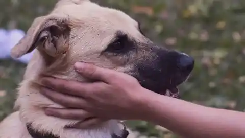Imagen 1 de Cómo construir vínculo con un perro, cuando no hay 'química' inicial