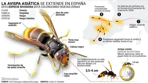 Imagen 1 de Avispa asiática, la especie invasora y mortal que extiende su peligro en España gracias al cambio climático: "Colonizan nuevas zonas"