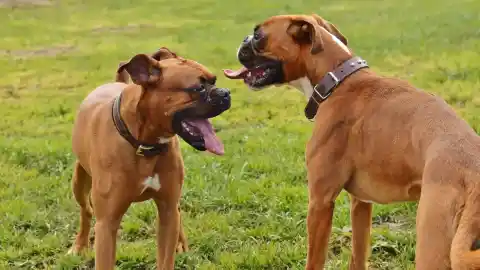 Imagen 1 de ¿Tu perro se acerca de frente a otros? Esto es lo que debes saber sobre la frontalidad canina