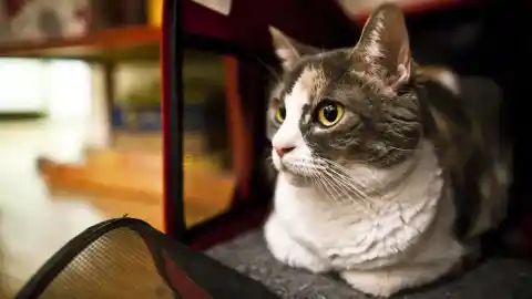 Imagen 1 de Comportamiento felino: los misterios de la postura "hogaza de pan"