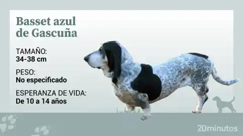 Imagen 1 de El basset azul de Gascuña, un perro con un linaje antiguo y de olfato prodigioso