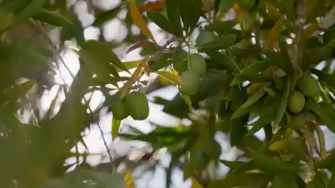 Imagen 1 de La recuperación del 'oro líquido' de Jaén: Los productores de la Sierra de Cazorla consiguen recuperar la exclusiva aceituna royal