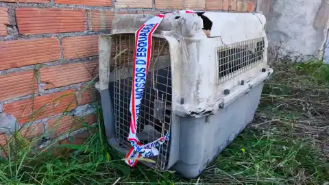 Imagen 1 de Detienen a un hombre por maltratar a la perra que apareció muerta dentro de un transportín