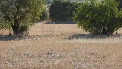Imagen 1 de ¿Eres capaz de ver los conejos en menos de 30 segundos?
