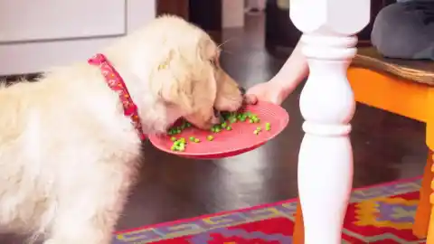 Imagen 1 de Por qué incluir guisantes en la comida casera de tu perro puede mejorar su salud