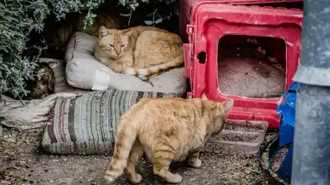 Imagen 1 de Temporada de lluvias: cómo proteger a los animales de la calle del frío y la humedad