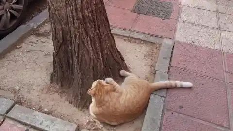 Imagen 1 de ¿Puede un gato encontrar el camino de vuelta a casa si se pierde?