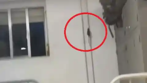 Imagen 1 de Denuncian que los soldados del centro de formación de Cáceres conviven con ratas: "Es indigno y lamentable"