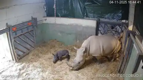 Imagen 1 de Así ha sido el nacimiento del primer rinoceronte blanco en Bioparc Valencia que ha tardado 18 años