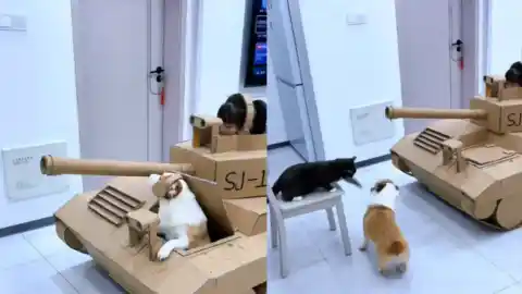 Imagen 1 de Una niña y su perro recrean un tanque con cartón para vencer a su enemigo, el gato de la casa