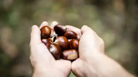 Imagen 1 de Este es el truco para saber si las castañas tienen gusanos o están malas