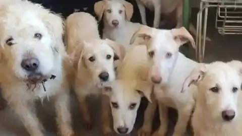 Imagen 1 de Una protectora de Punta Umbría pide ayuda "desesperada" ante una deuda de 10.000 euros para seguir salvando animales