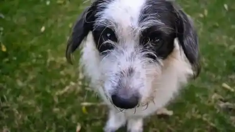 Imagen 1 de Del abandono al miedo a estar solo: la infancia emocional de los perros según la ciencia