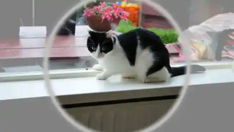 Imagen 1 de Entre la curiosidad y la caza: lo que ocurre cuando un gato encuentra un insecto