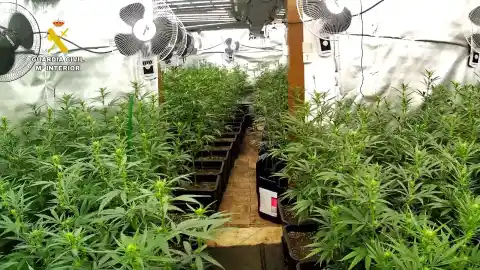 Imagen 1 de La Guardia Civil desmantela una plantación con 2.000 plantas de marihuana en Artés, incauta dos armas y detiene a dos personas