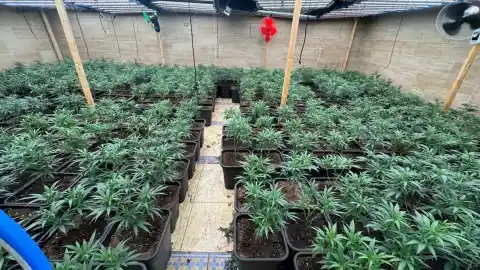 Imagen 1 de Los Mossos desmantelan una plantación con casi 300 plantas de marihuana y detienen a dos hombres en Cambrils
