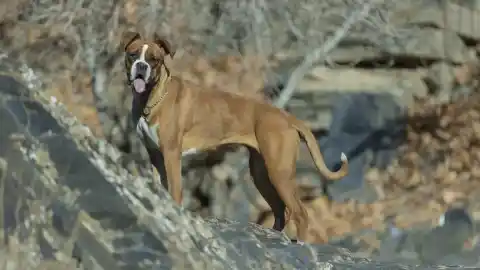 Imagen 1 de Un estudio veterinario identifica las razas de perro con más riesgo de lesiones en la cola