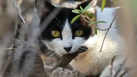 Imagen 1 de La Audiencia de Jaén confirma 600 euros de multa por pegar una patada a un gato callejero