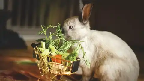 Imagen 1 de Conducta y bienestar del conejo: un informe pone el foco en sus necesidades reales