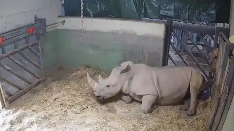 Imagen 1 de Nace el primer rinoceronte en Bioparc que representa la esperanza de esta especie