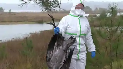 Imagen 1 de Otoño letal para las grullas: un terrorífico virus las está matando por miles