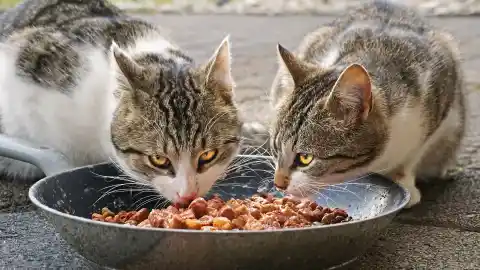 Imagen 1 de La comida húmeda para gatos deja de ser un "capricho" y se consolida como aliada de su salud