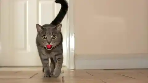 Imagen 1 de Jugar es cosa seria: cómo elegir adecuadamente los juguetes para gatos