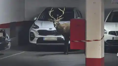 Imagen 1 de Final feliz para el inesperado paseo de un ciervo por el centro de Zamora: vuelve al bosque sin sufrir daños