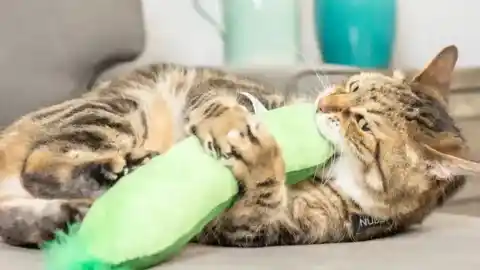 Imagen 1 de Por qué tu gato da ‘patadas de conejo’ a sus juguetes y cómo entender este comportamiento