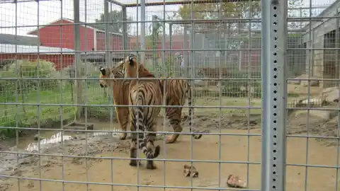 Imagen 1 de Zoológicos y santuarios: dos realidades distintas que deben rendir cuentas