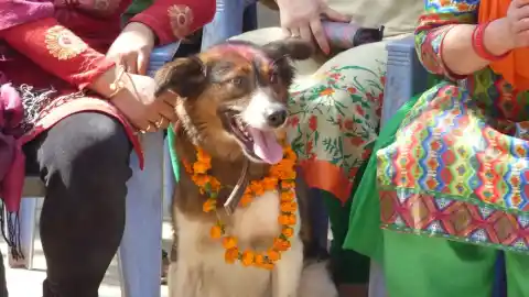 Imagen 1 de Perros por el mundo: así es el rito Kukur Tihar de Nepal