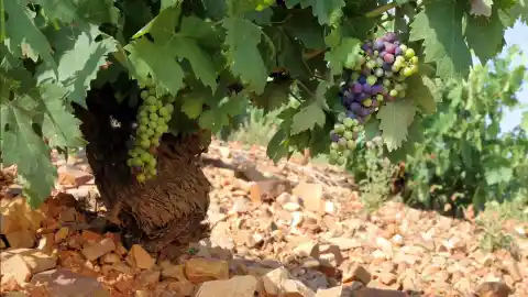 Imagen 1 de ¿Todavía no sabes cuál es 'el vino que nace de las piedras'?