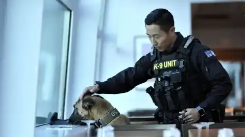 Imagen 1 de Narices al servicio de la ciencia: los perros detectores se someten a examen en Estados Unidos