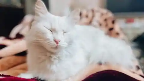 Imagen 1 de Cuando el silencio no es un obstáculo: cómo convivir con un gato sordo