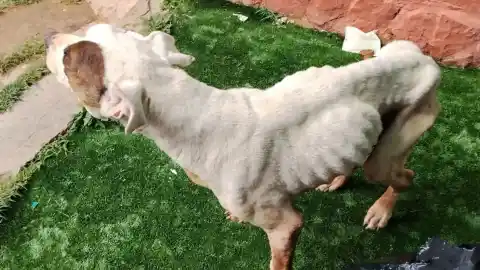 Imagen 1 de Detenida por dejar en los huesos a su perro: tuvo que ser sacrificado por caquexia extrema