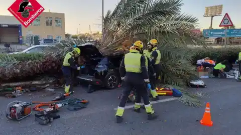 Imagen 1 de Muere un hombre al caer una palmera sobre su vehículo en Torrevieja